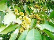 Phát hiện mới nhất về khả năng điều trị bệnh viêm loét dạ dày của bốn loài thực vật